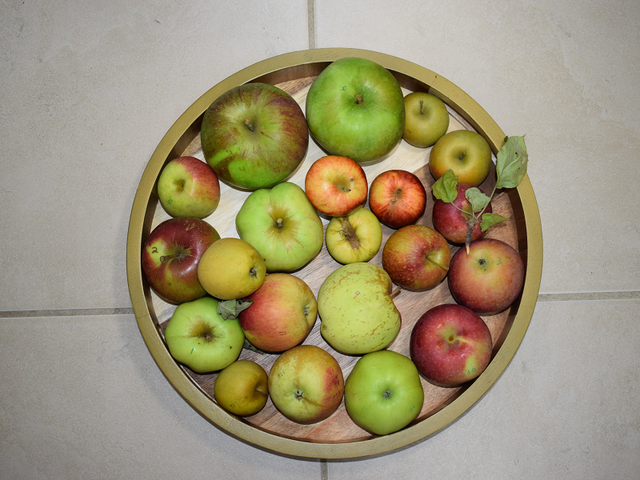 image of a variety of apples