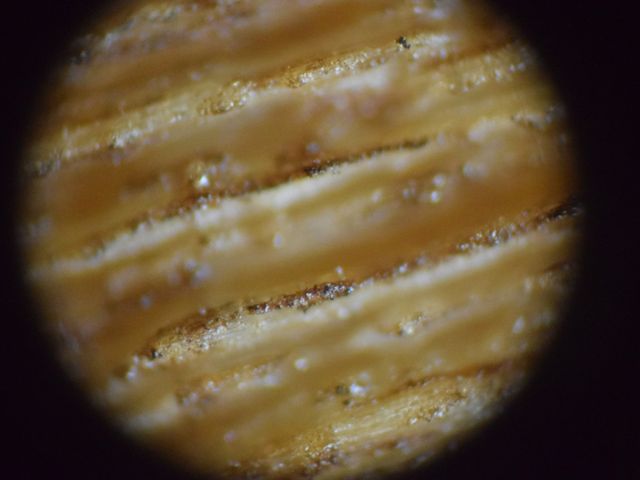 microscope image of wood with streaks of brown char